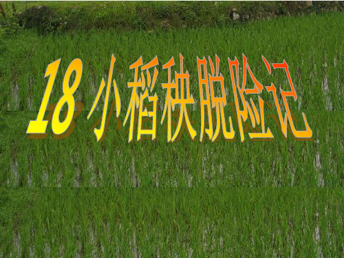 18小稻秧脱险记