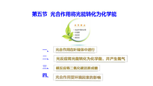 高中生物精品课件：光合作用将光能转化为化学能 课堂用)