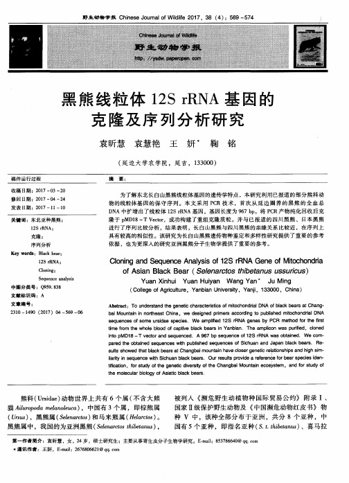 黑熊线粒体12S rRNA基因的克隆及序列分析研究