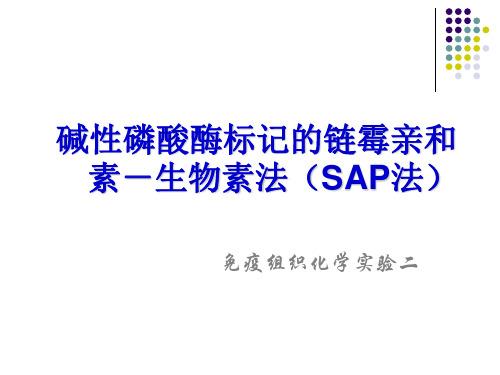 碱性磷酸酶标记的链霉亲和素-生物素法(SAP法).