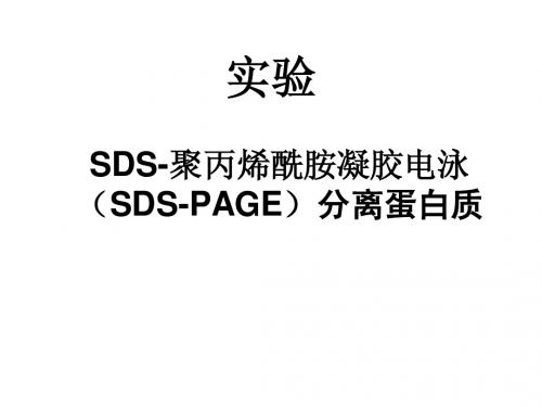 SDS-聚丙烯酰胺凝胶电泳(SDS-PAGE)