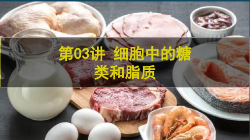 细胞中的糖类和脂质(精讲课件)-2024年高考生物一轮复习课件(新教材新高考)