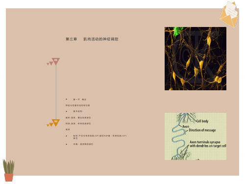 运动生理学3-肌肉活动的神经控制