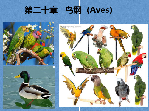 鸟纲高中生物课件