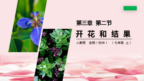 《开花和结果》PPT精品课件