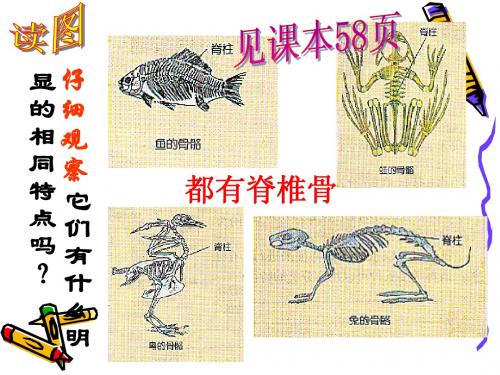 常见的动物(第二课时)