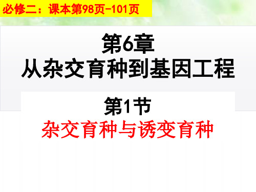 人教版高中生物必修2 6.1杂交育种与诱变育种