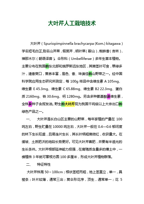 大叶芹人工栽培技术