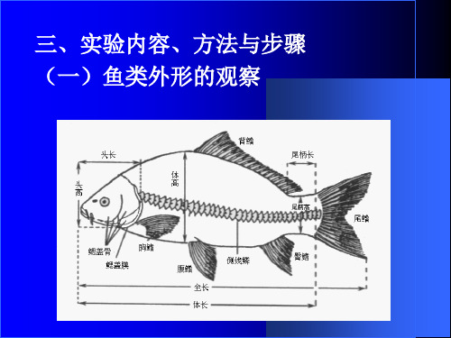 实验四鱼的形态观察与解剖-精选文档