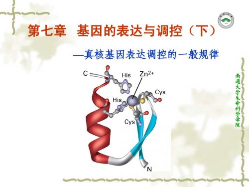 7 真核基因表达调控的一般规律