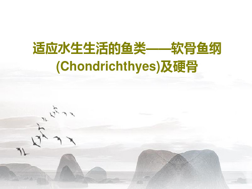 适应水生生活的鱼类——软骨鱼纲(Chondrichthyes)及硬骨28页PPT