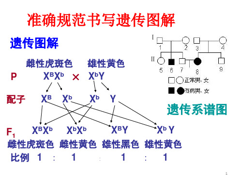 规范书写遗传图解