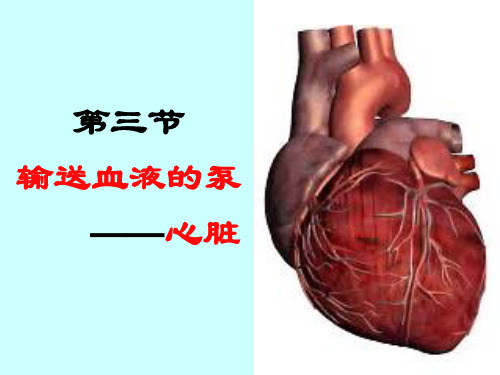 生物人教版七年级下册(新) 43 输送血液的泵—心脏 课件(共27张PPT)