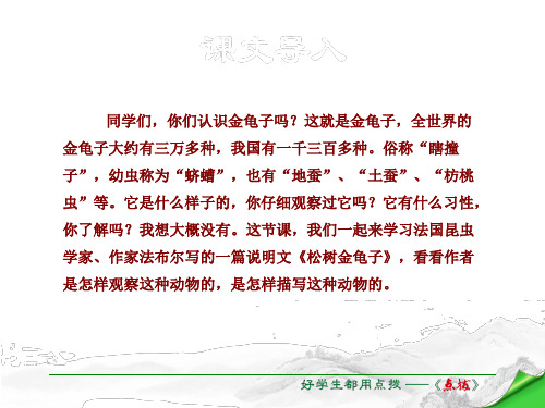 七年级语文下册第4单元16松树金龟子节选课件苏教版