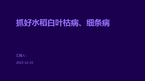 抓好水稻白叶枯病、细条病