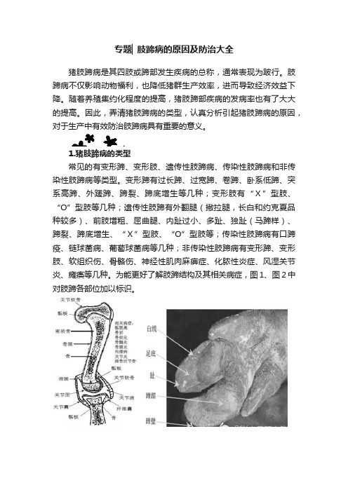 专题▏肢蹄病的原因及防治大全