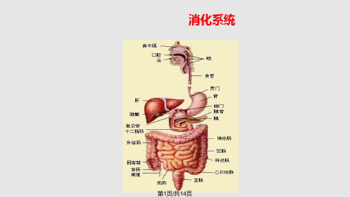 消化系统疾病健康讲座PPT课件