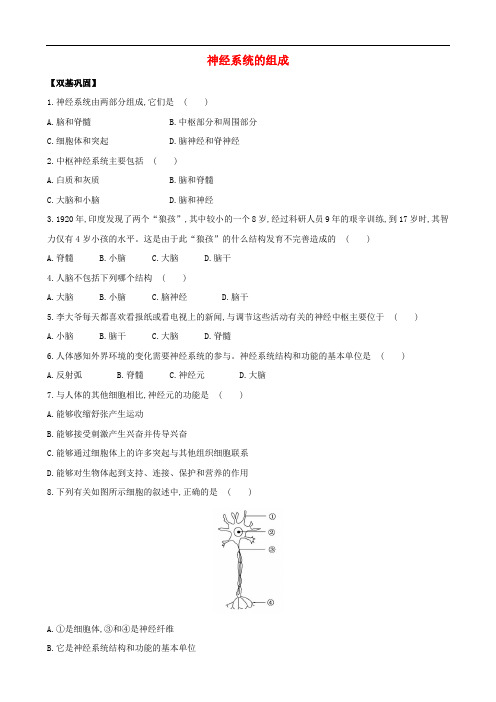 七年级生物下册 第四单元 第六章 第二节 神经系统的组