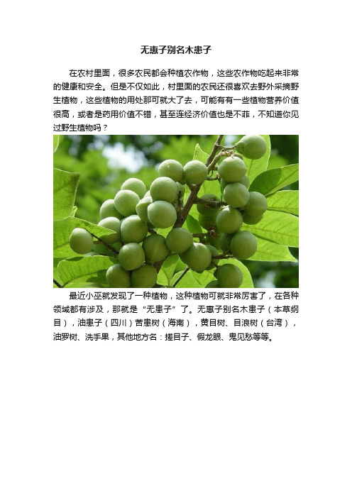 无惠子别名木患子