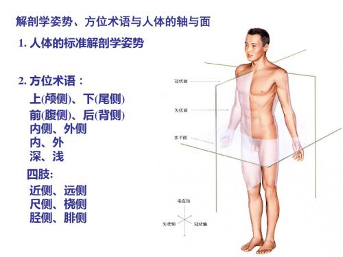 人体基本结构