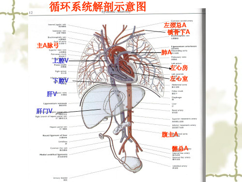 循环系统解剖示意图