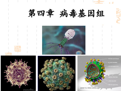 病毒基因组剖析