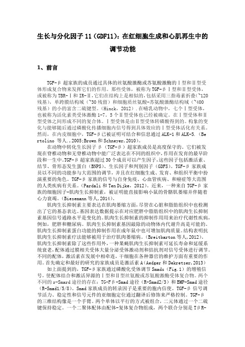 生长与分化因子11(GDF11)：在红细胞生成和心肌再生中的调节功能