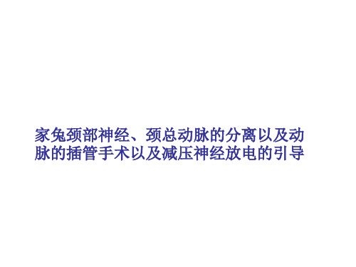 动物生理学实验：家兔颈部神经、颈总动脉的分离以及动脉的插管手术以及减压神经放电的引导