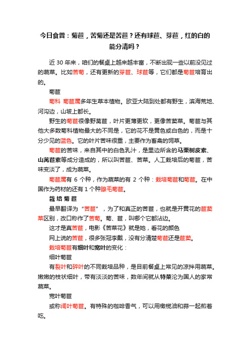 今日食普：菊苣，苦菊还是苦苣？还有球苣、芽苣，红的白的能分清吗？