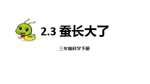 教科版三年级科学下册 (蚕长大了)教育教学课件