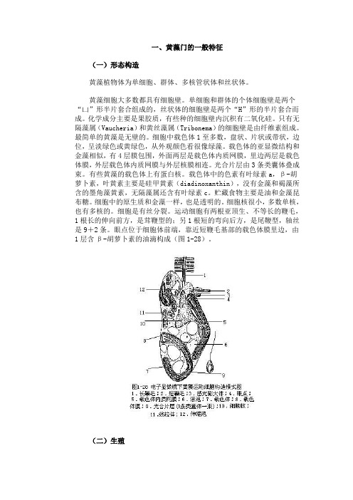 第六节 黄藻门