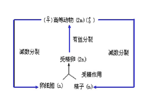 生物的个体发育