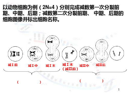 减数分裂-精子和卵细胞的形成过程PPT课件