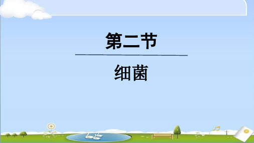 2024年秋季新人教版七年级上册生物课件 第二单元第三章第二节