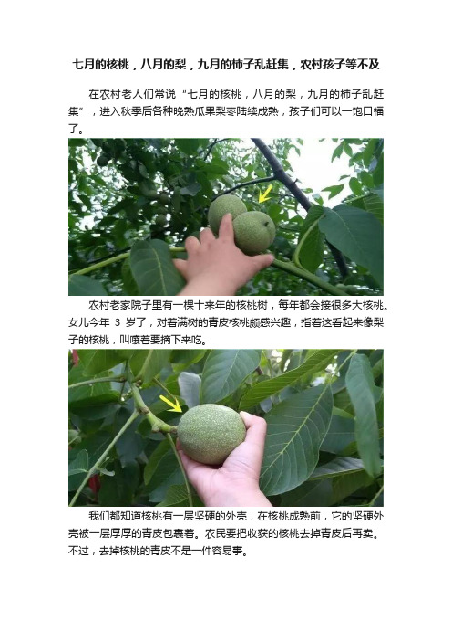 七月的核桃，八月的梨，九月的柿子乱赶集，农村孩子等不及