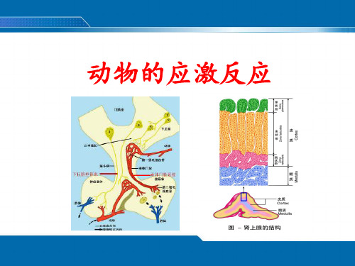 动物的应激反应