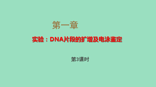 新教材高中生物人教版选择性必修三优质课件 3-2 实验+DNA片段的扩增及电泳鉴定