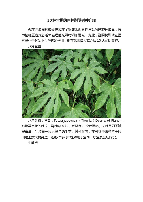 10种常见的园林耐阴树种介绍