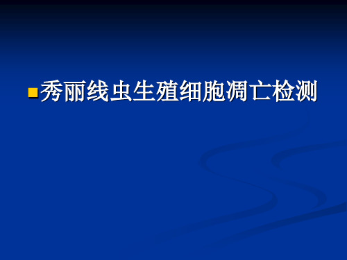 秀丽隐虫生殖细胞凋亡实验