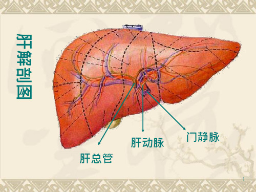 肝的生物化学课件