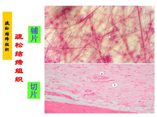 结缔组织(connective tissue)