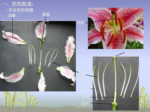 植物学实验五(课堂PPT)