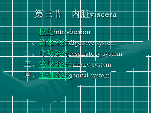 系统解剖学内脏系统