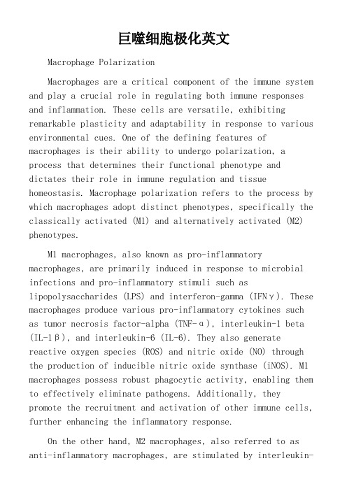 巨噬细胞极化英文