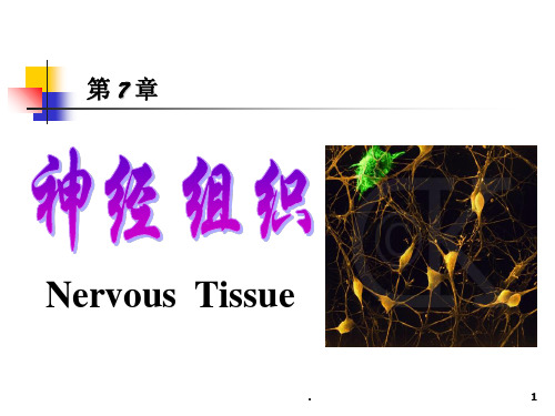 神经组织ppt课件