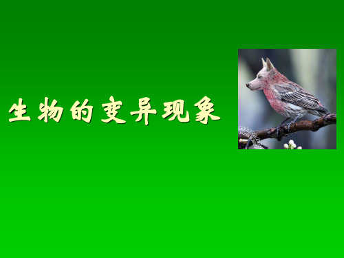 《生物的变异现象》课件 PPT