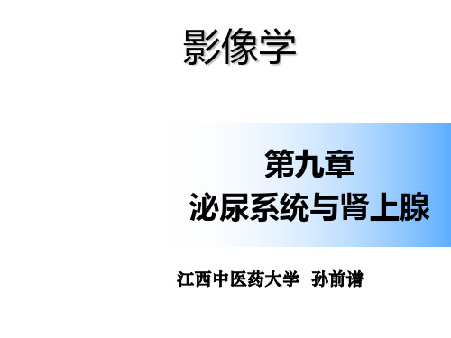 泌尿系统与肾上腺ppt课件