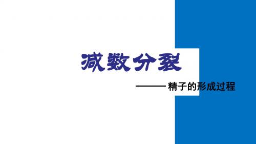 人教版高中生物必修2第二章减数分裂课件19张共19张PPT