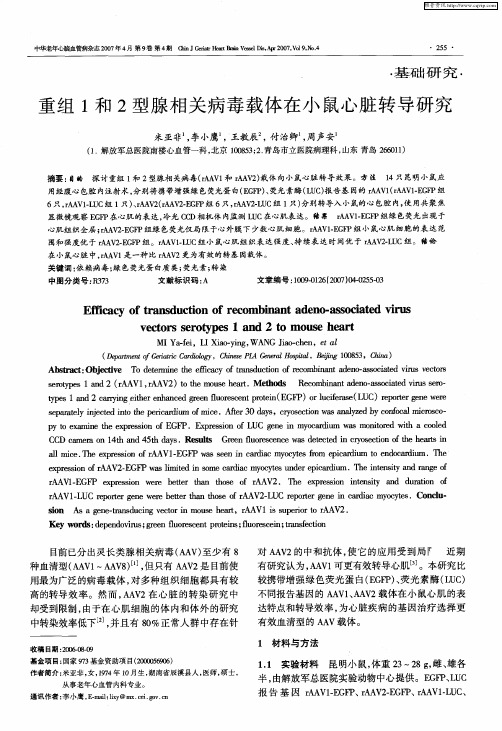 重组1和2型腺相关病毒载体在小鼠心脏转导研究