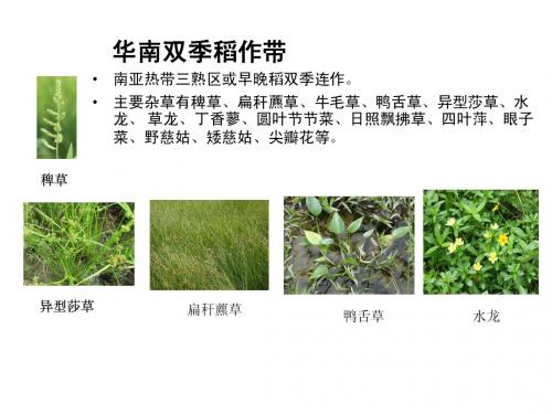 最新水稻田杂草分布(6大稻区)